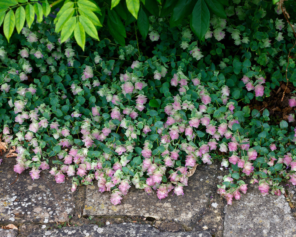 Origanum 'Kent Beauty'
