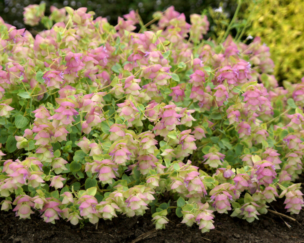 Origanum 'Kent Beauty'