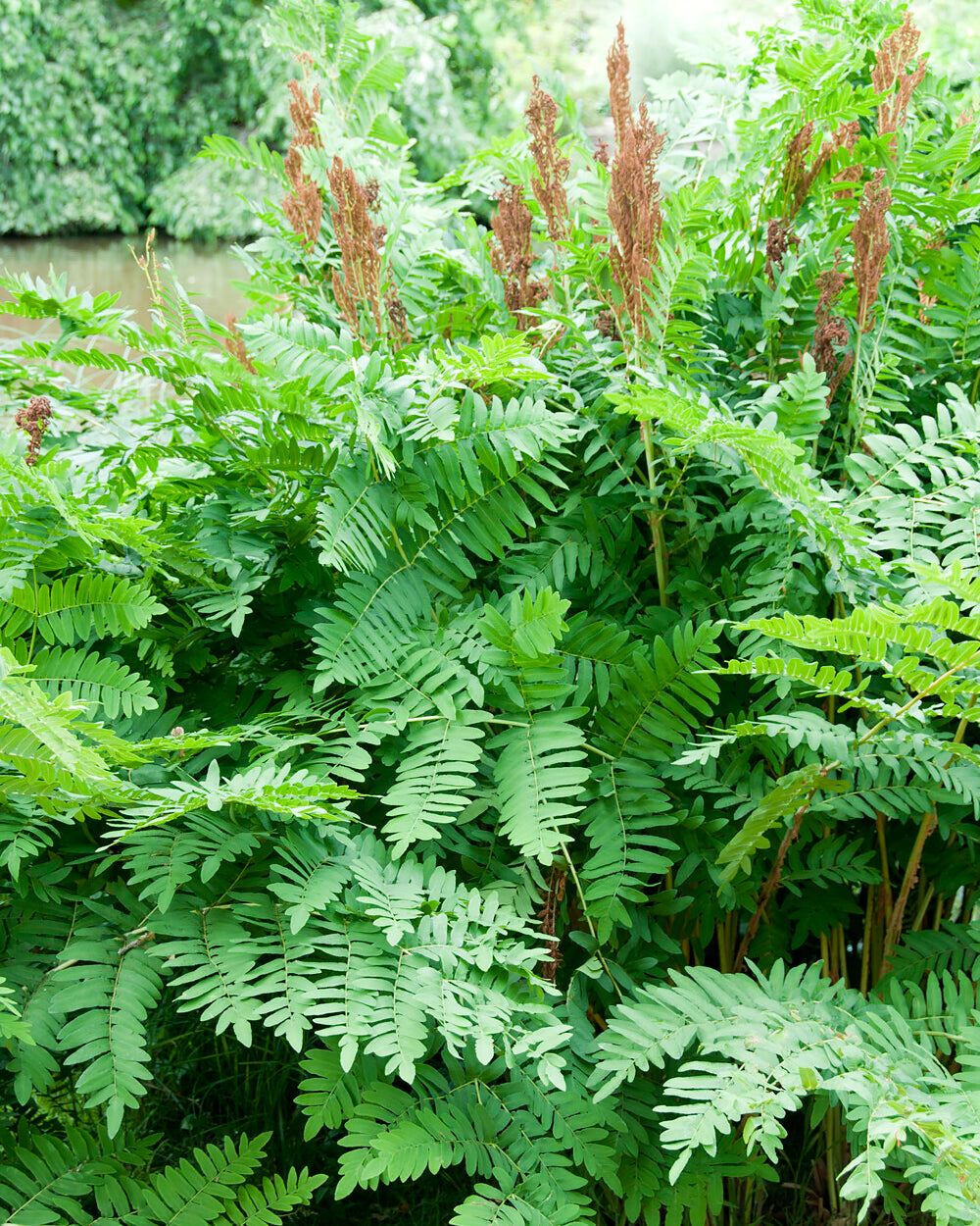 Osmunda Regalis royal Fern Bare Roots Buy Online At Farmer Gracy UK osmunda-regalis-royal-fern-bare-roots-buy-online-at-farmer-gracy-uk