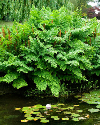 Osmunda regalis