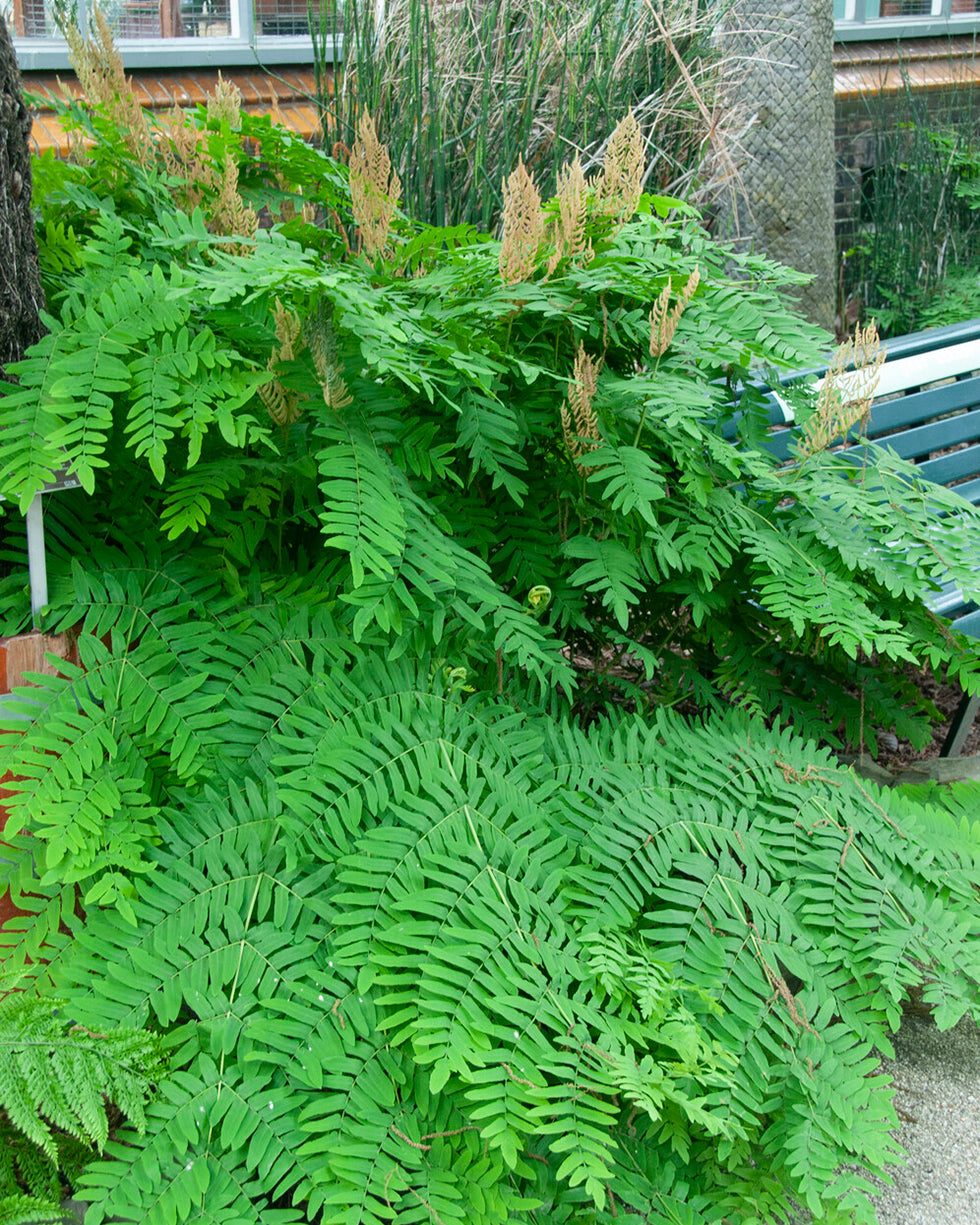 Osmunda Regalis royal Fern Bare Roots Buy Online At Farmer Gracy UK osmunda-regalis-royal-fern-bare-roots-buy-online-at-farmer-gracy-uk