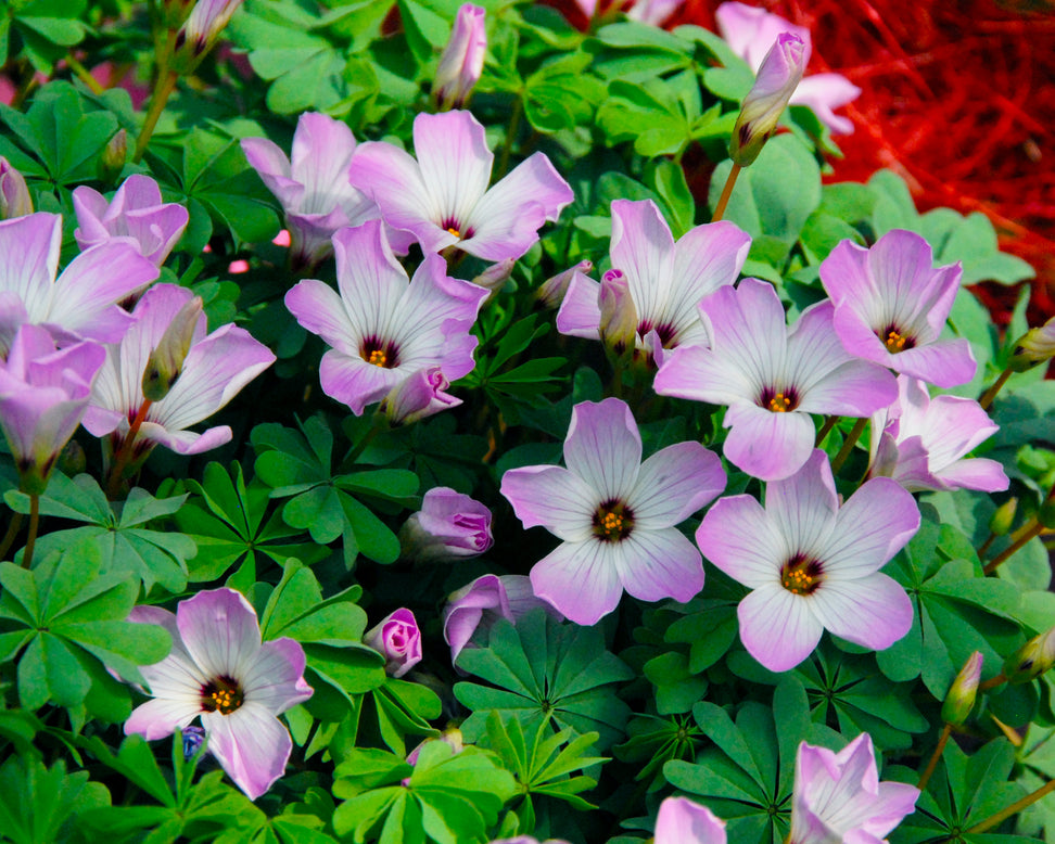 Oxalis adenophylla