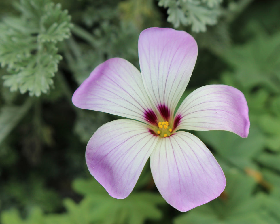 Oxalis adenophylla