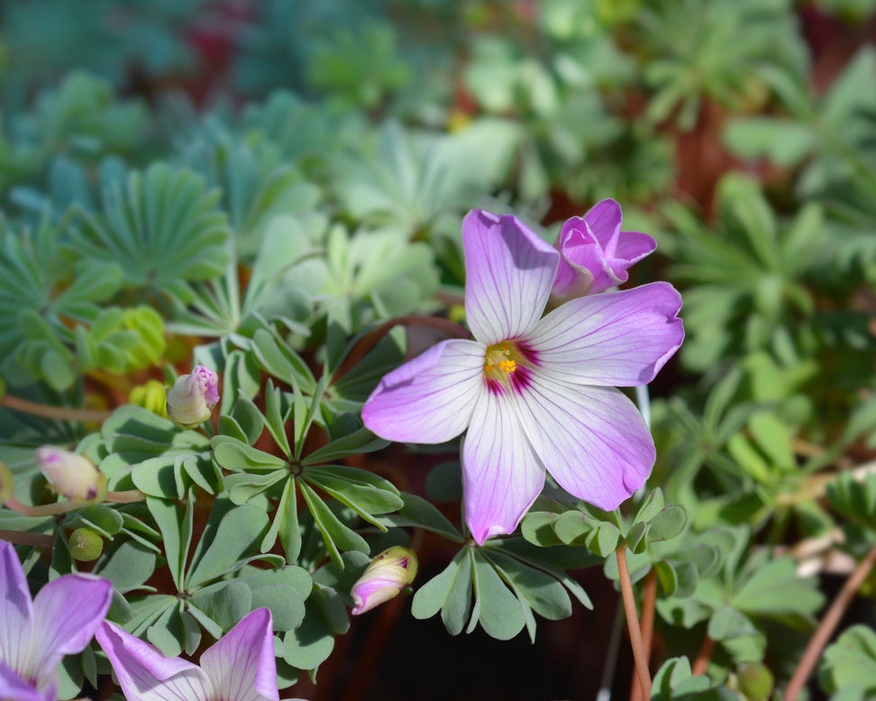 Oxalis adenophylla