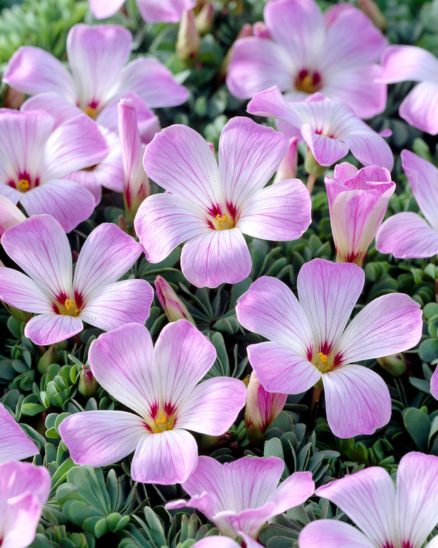 Oxalis adenophylla