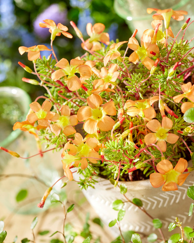 Oxalis massoniana