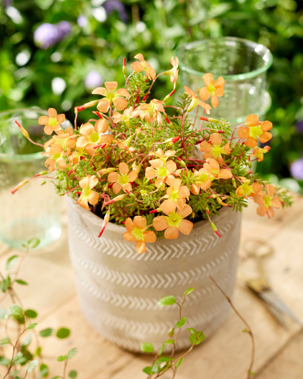 Oxalis massoniana