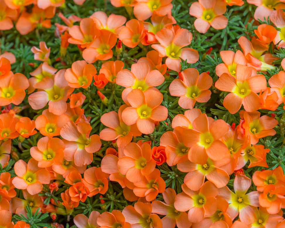 Oxalis massoniana