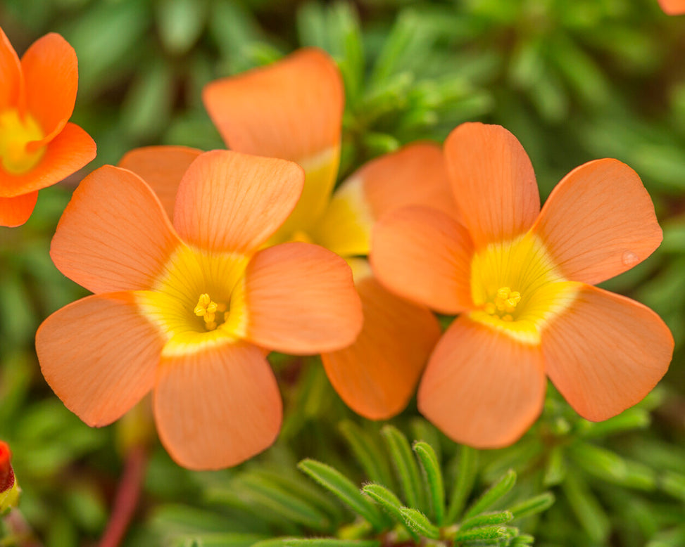 Oxalis massoniana
