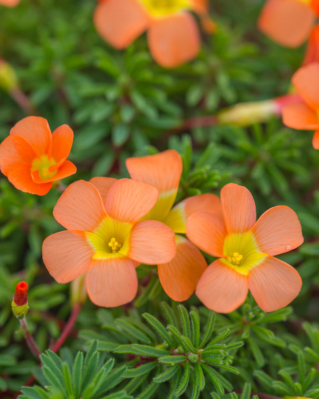 Oxalis massoniana