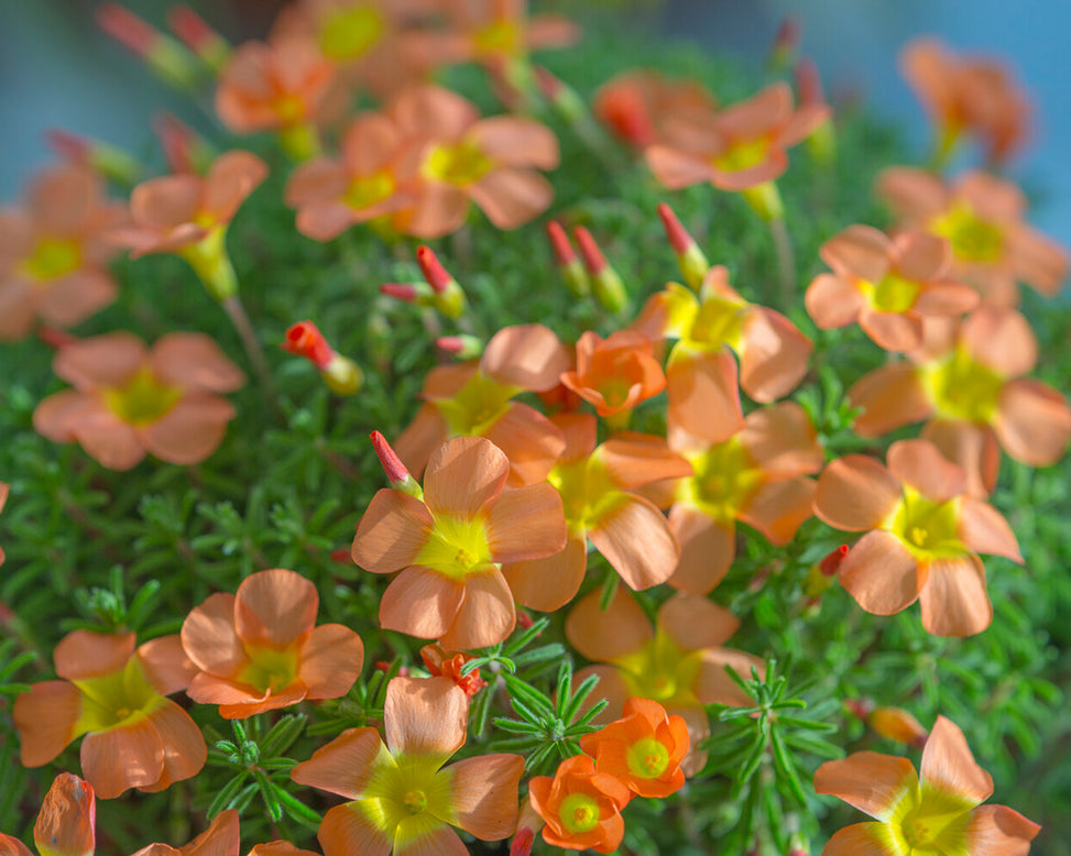 Oxalis massoniana