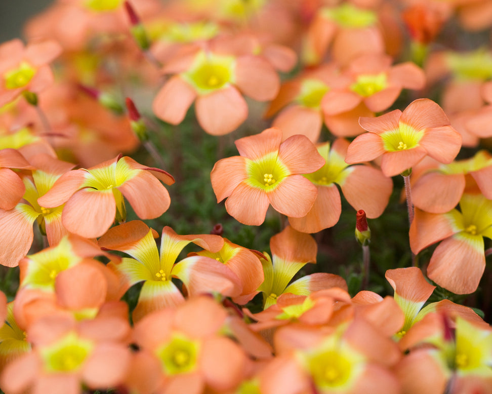 Oxalis massoniana