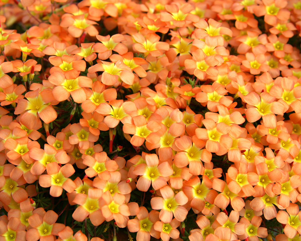 Oxalis massoniana