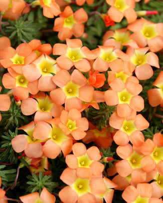 Oxalis massoniana