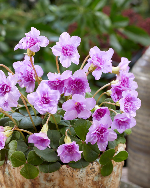 Oxalis 'Pom-Pom'