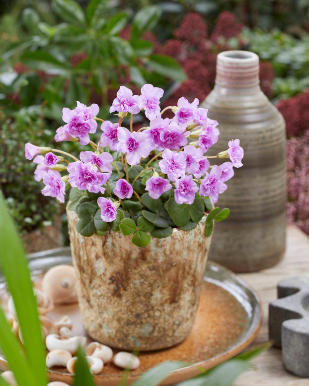 Oxalis 'Pom-Pom'