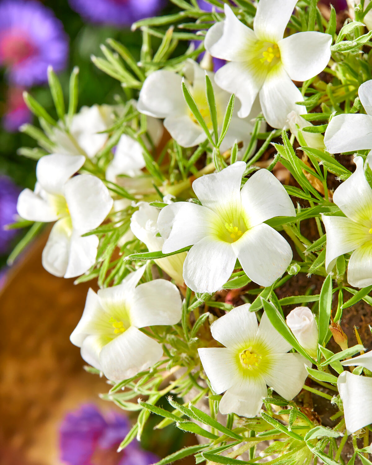 Oxalis &amp;#39;White Spider&amp;#39; — Buy white sauerklee online at Farmer Gracy UK