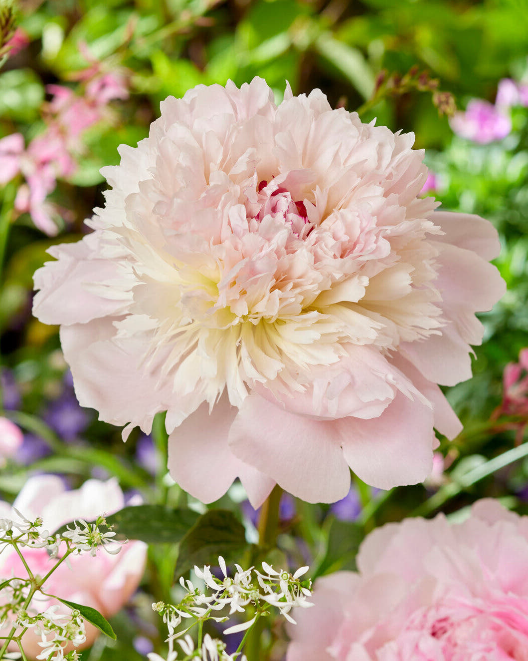 Paeonia 'Alertie'