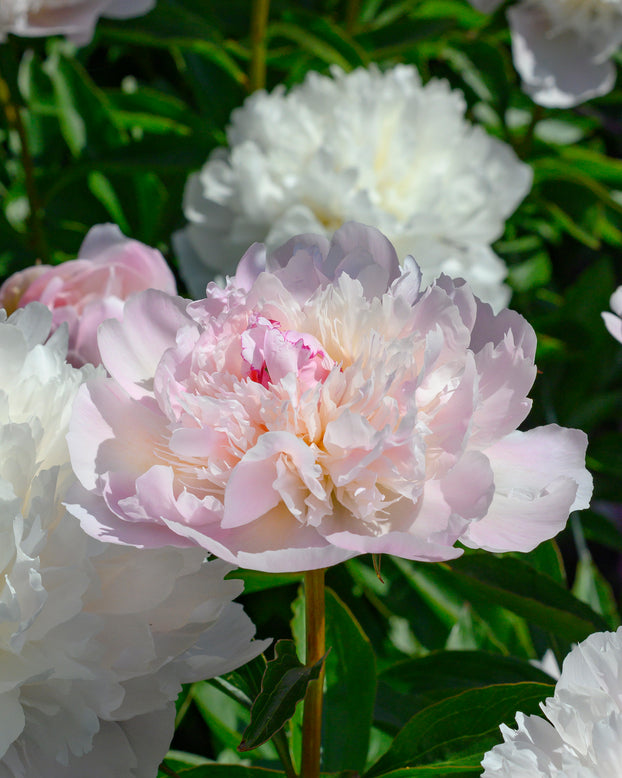 Paeonia 'Alertie'