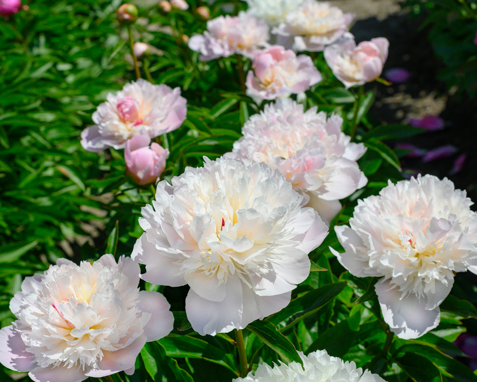 Paeonia 'Alertie'