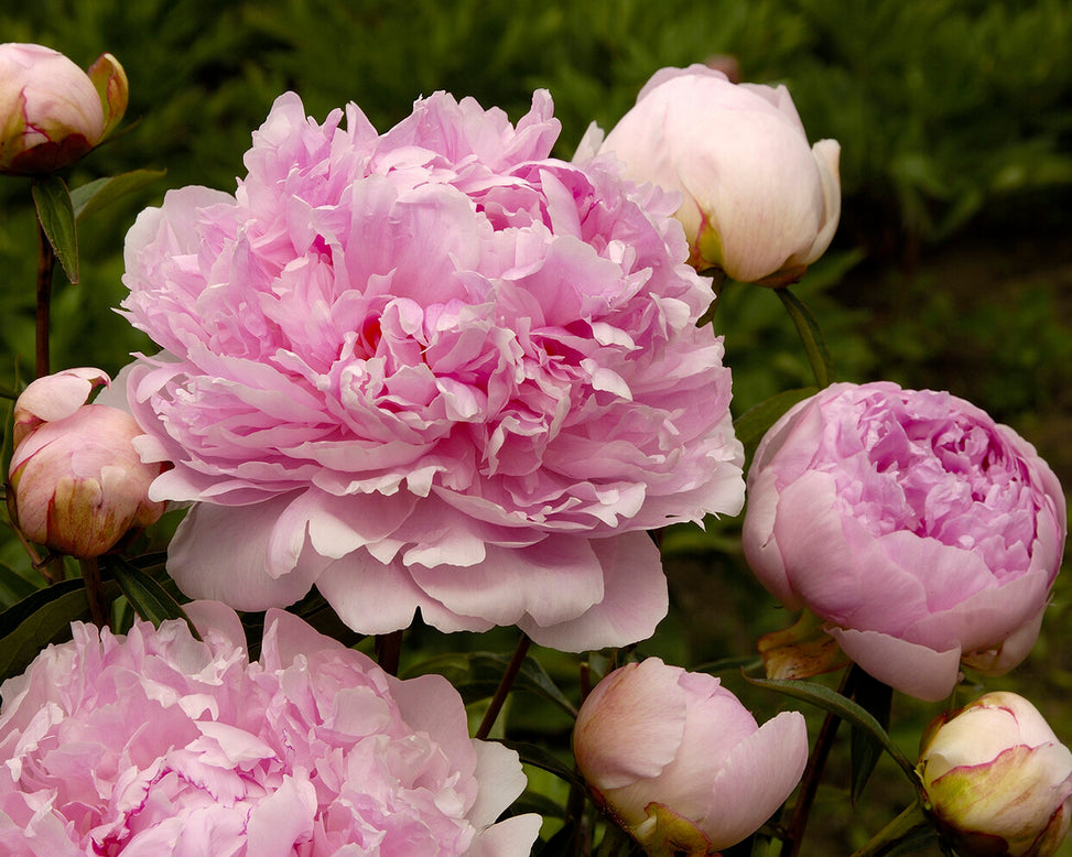 Paeonia 'Alexander Fleming'