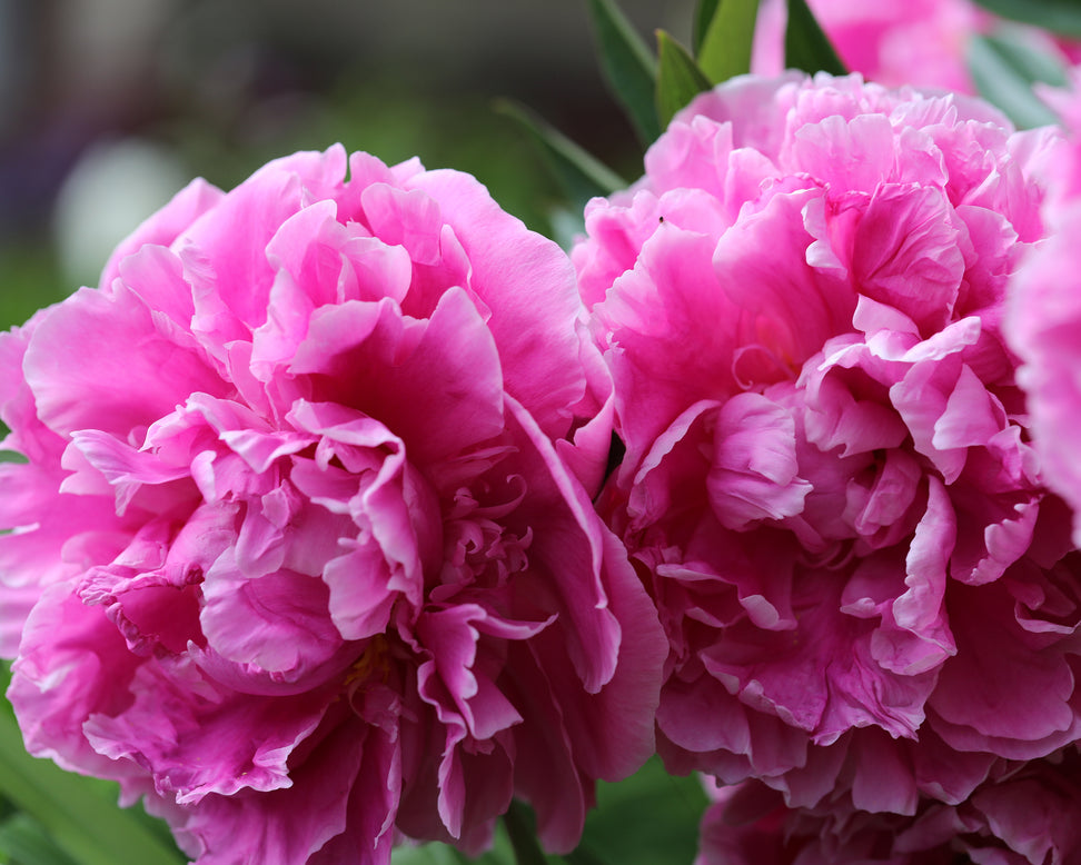 Paeonia 'Alexander Fleming'