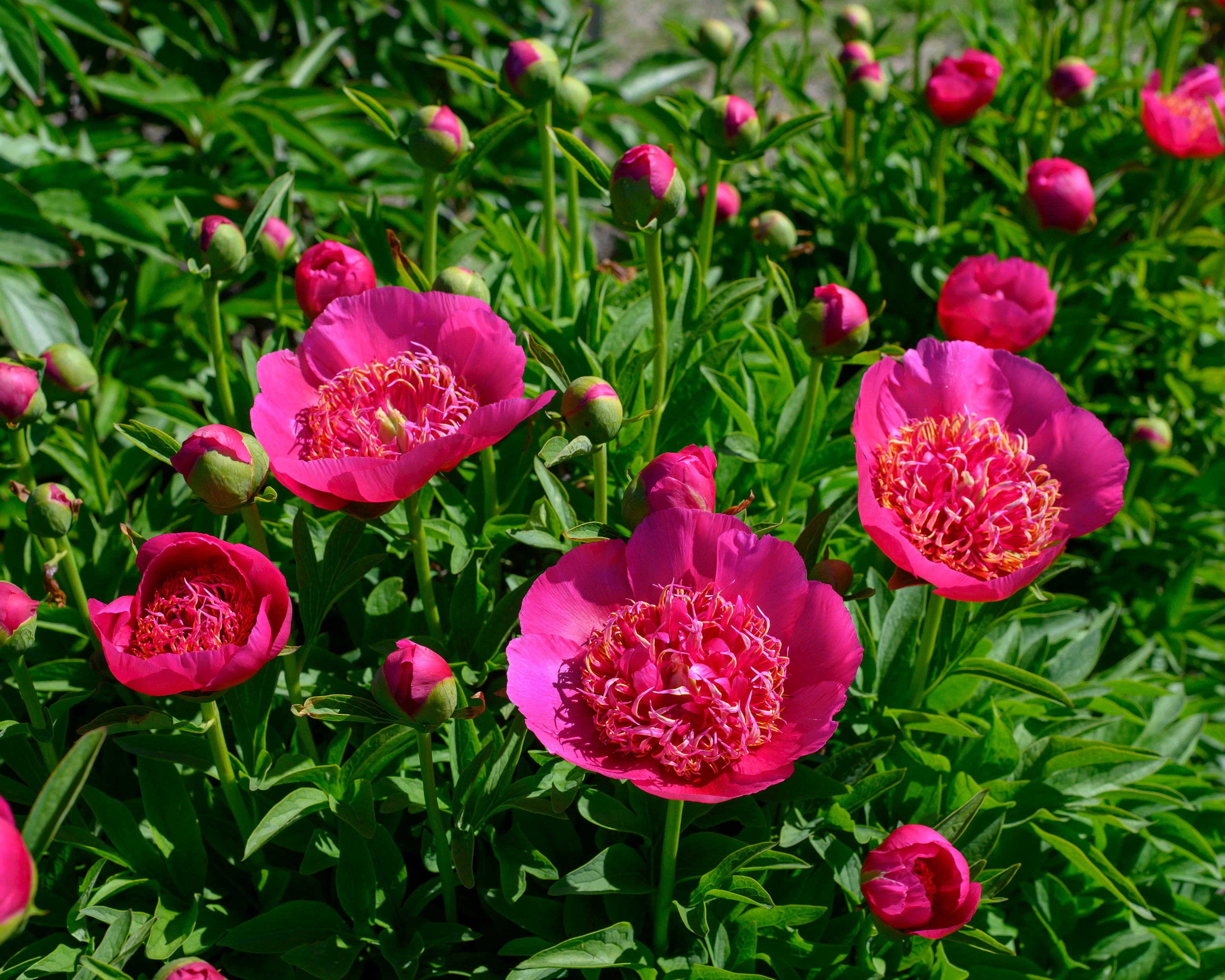Paeonia Officinalis Anemoniflora Bare Roots Buy Pink Peonies Online paeonia-officinalis-anemoniflora-bare-roots-buy-pink-peonies-online