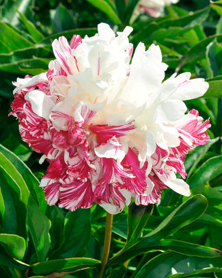 Paeonia 'Candy Stripe'