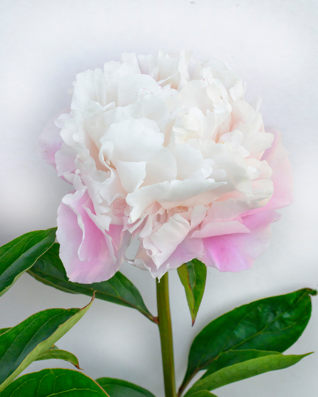 Paeonia lactiflora 'Catharina Fontijn' bare roots | Buy pink/white ...