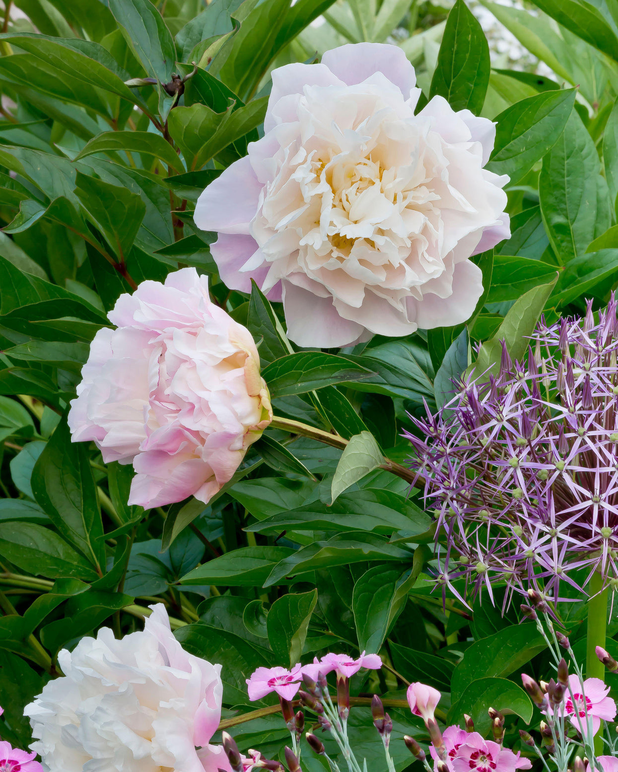 Paeonia lactiflora 'Catharina Fontijn' bare roots | Buy pink/white ...