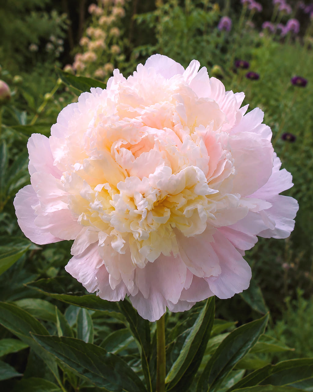 Paeonia 'Cheddar Cheese'