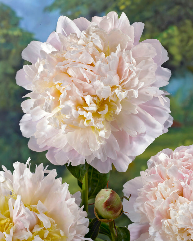 Paeonia 'Cheddar Cheese'