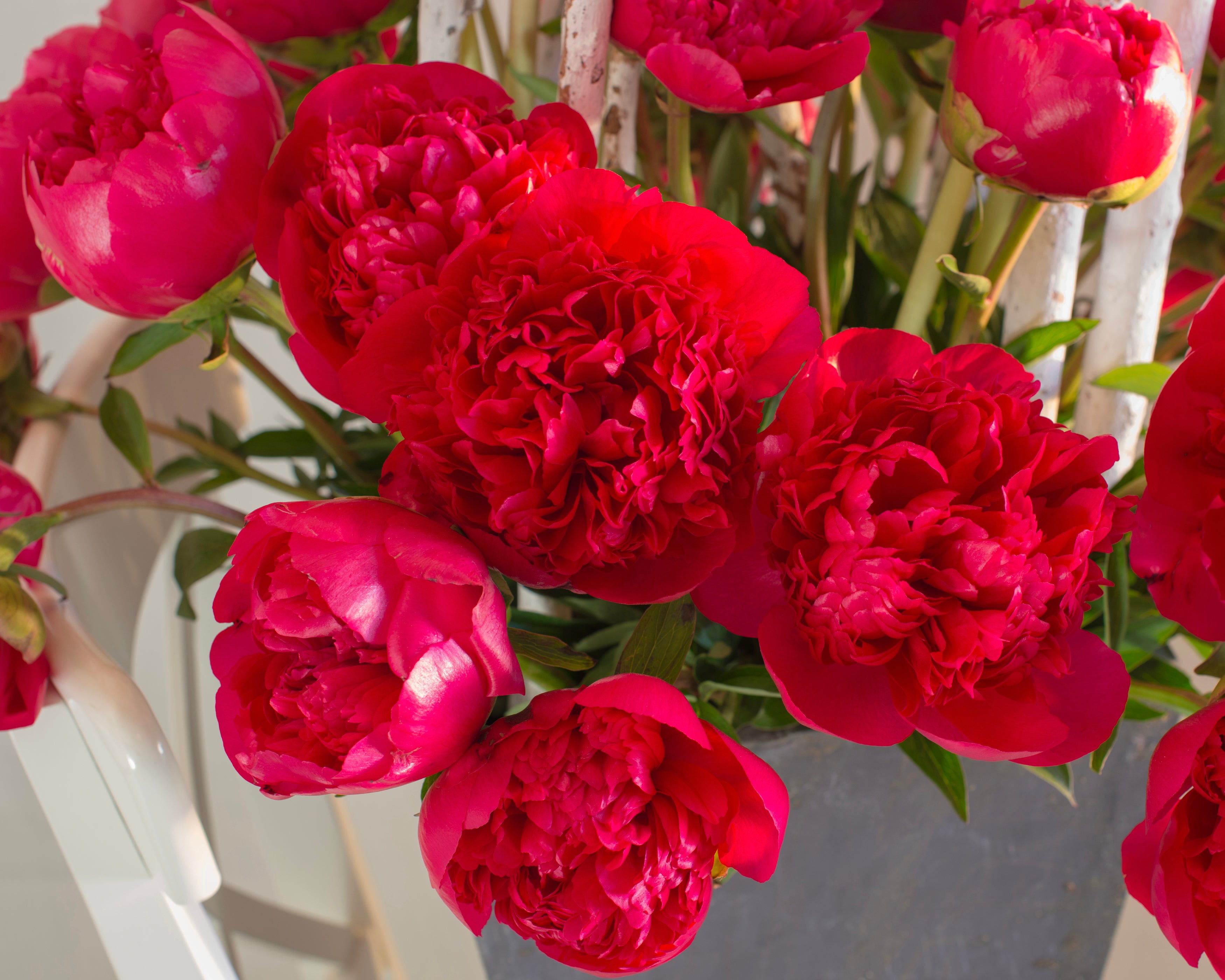Paeonia 'Command Performance' bare roots — Buy red peonies online at ...