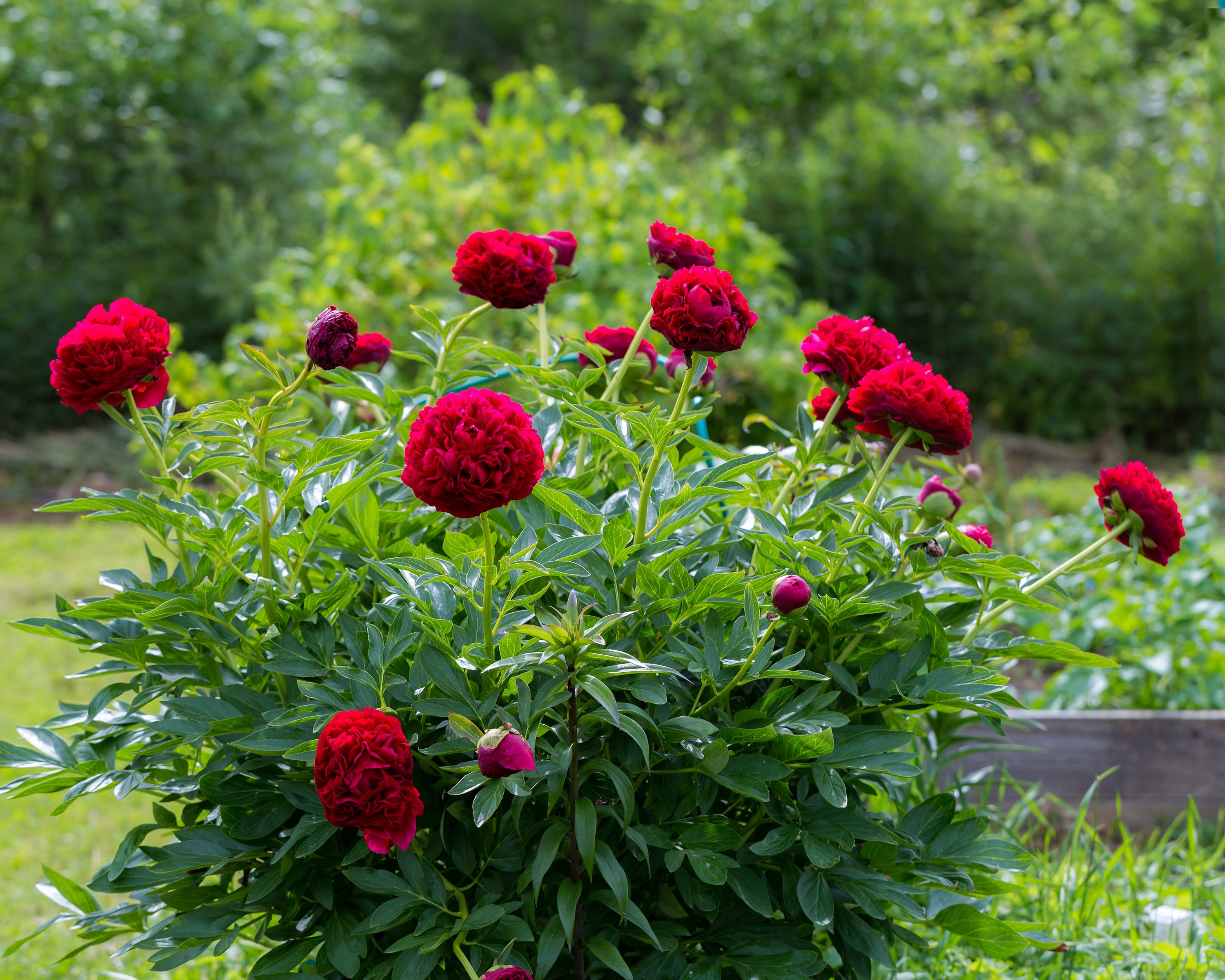 Paeonia 'Command Performance' bare roots — Buy red peonies online at ...