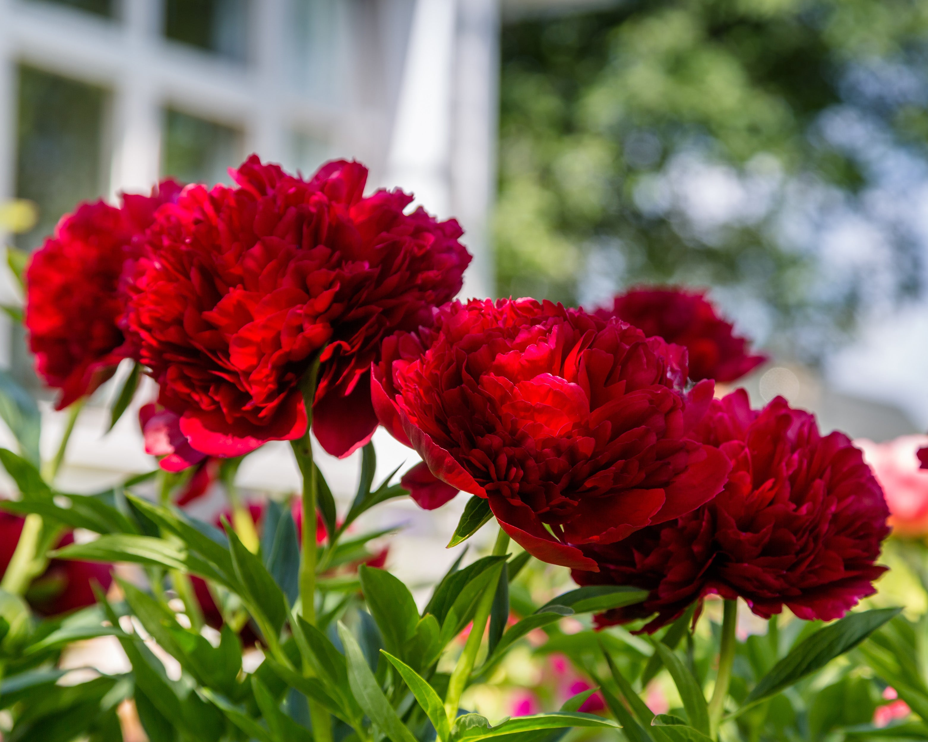Paeonia 'Command Performance' bare roots — Buy red peonies online at ...