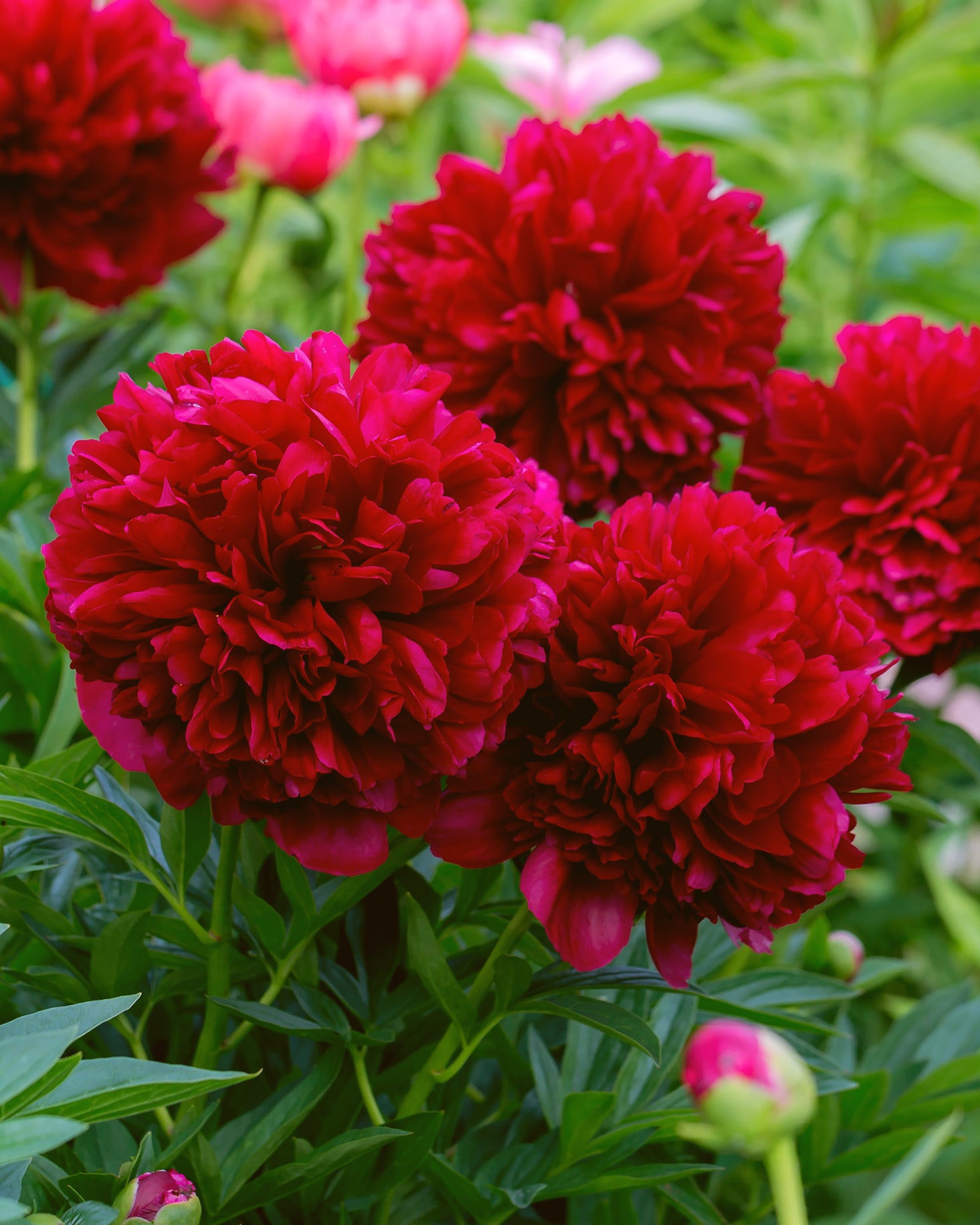 Paeonia 'Command Performance' bare roots — Buy red peonies online at ...