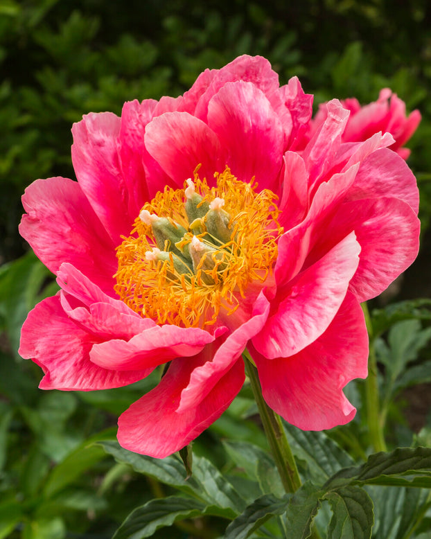 Paeonia 'Coral Magic'
