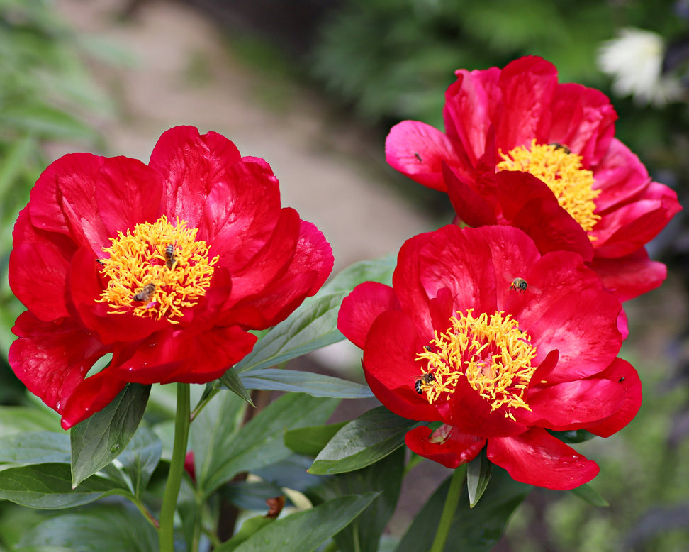 Paeonia 'Coral Magic'