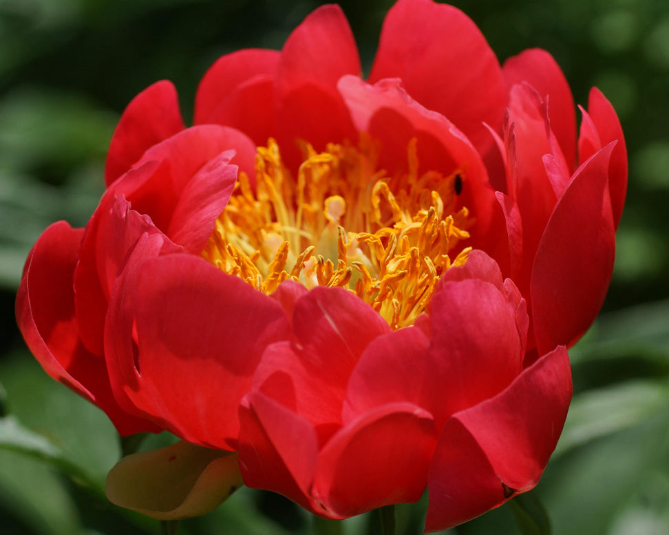 Paeonia 'Coral Magic'