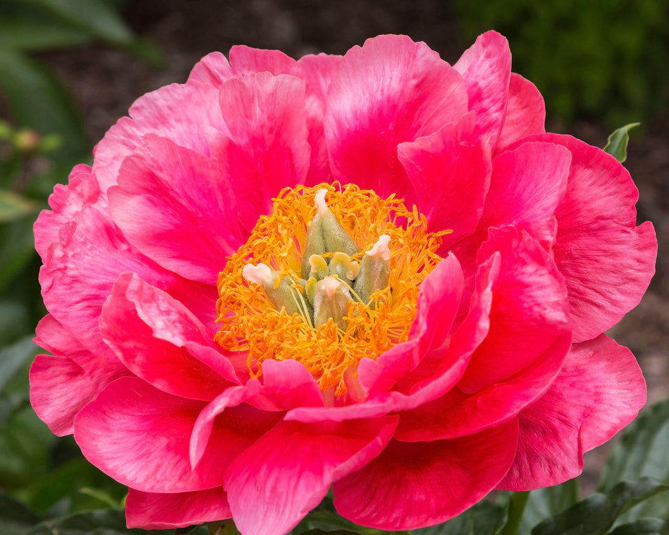 Paeonia 'Coral Magic'