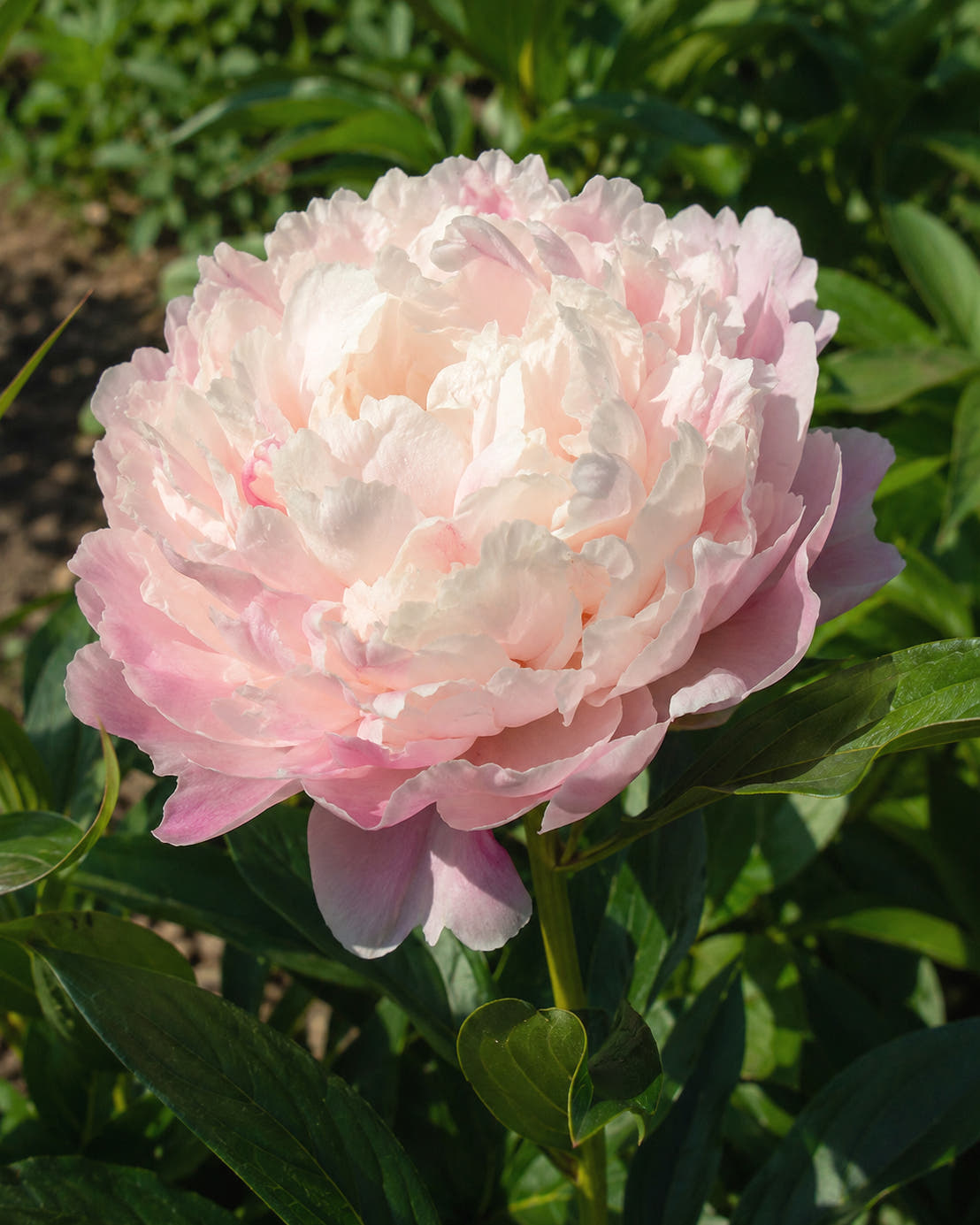 Paeonia 'Cornelia Shaylor'
