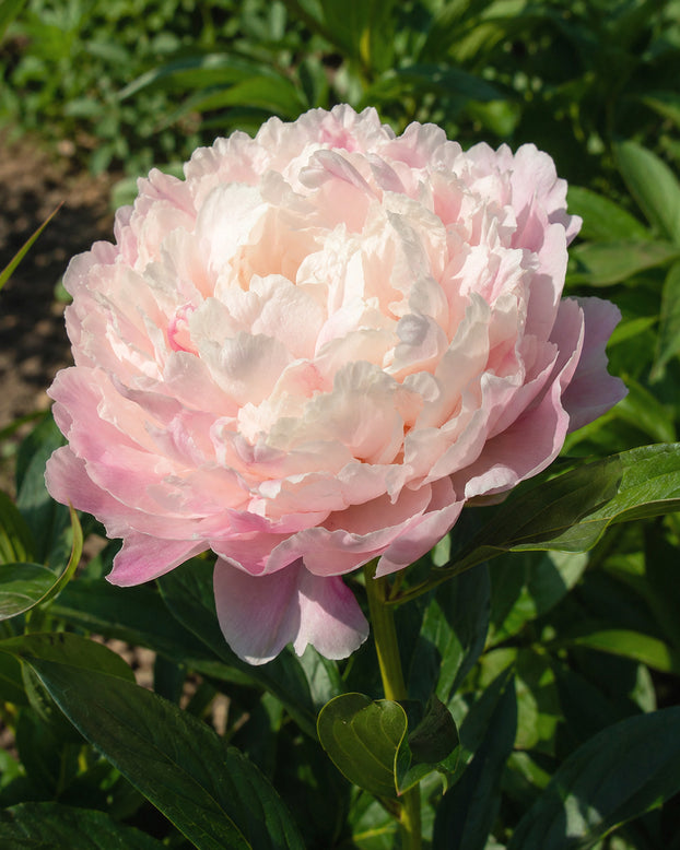 Paeonia 'Cornelia Shaylor'