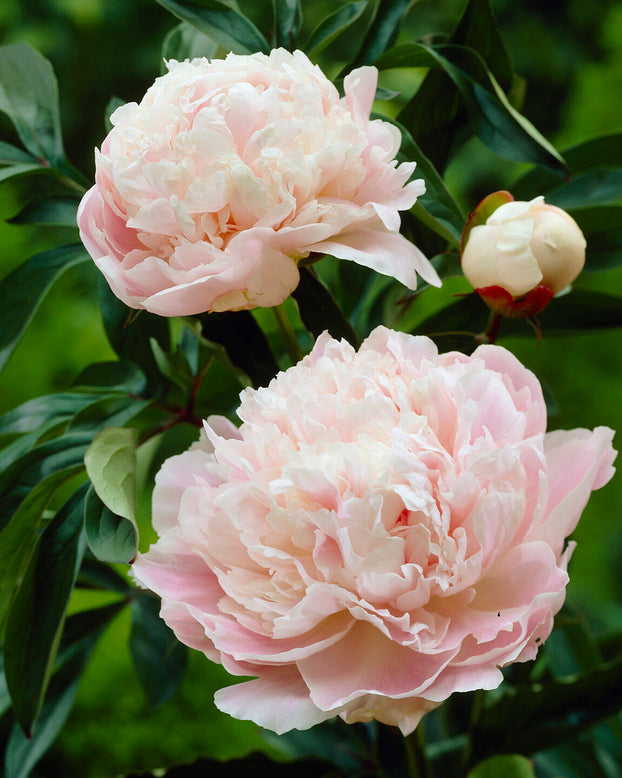 Paeonia 'Cornelia Shaylor'