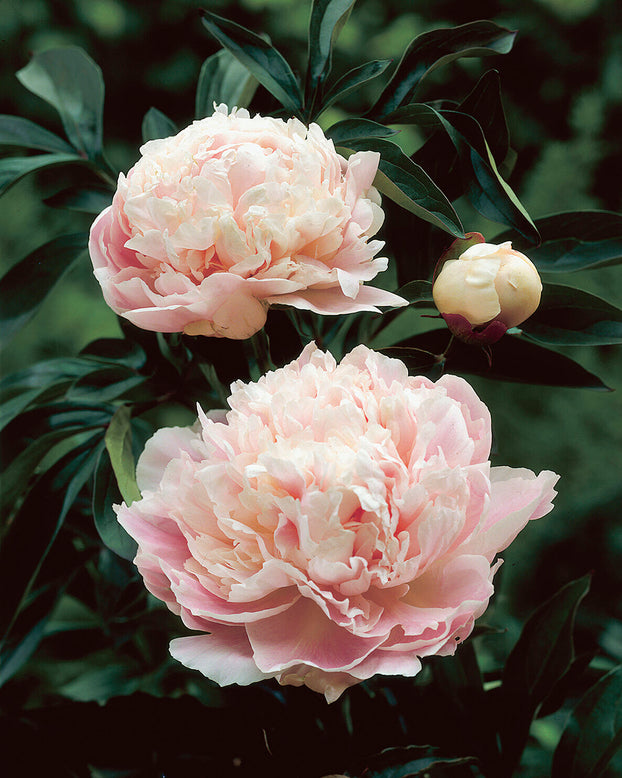 Paeonia 'Cornelia Shaylor'