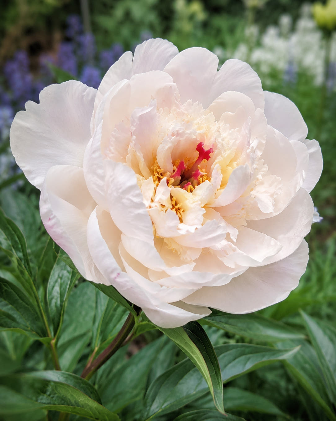 Paeonia 'Couronne d'Or'