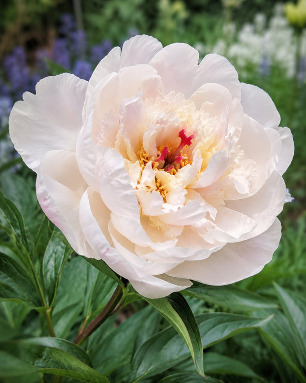 Paeonia 'Couronne d'Or'