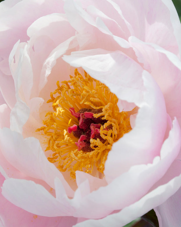 Paeonia 'Couronne d'Or'