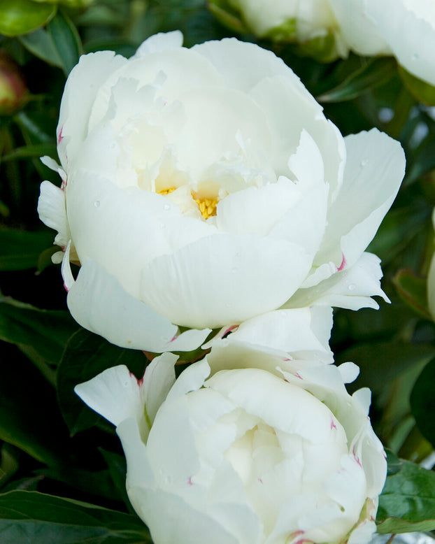 Paeonia 'Couronne d'Or'