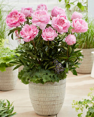 Paeonia 'Dinner Plate'