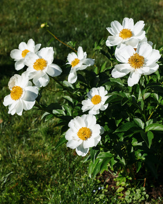 Paeonia emodi